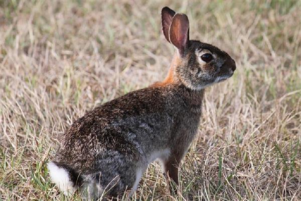 冬天野兔的生活规律，会躲在自己的洞穴中过冬