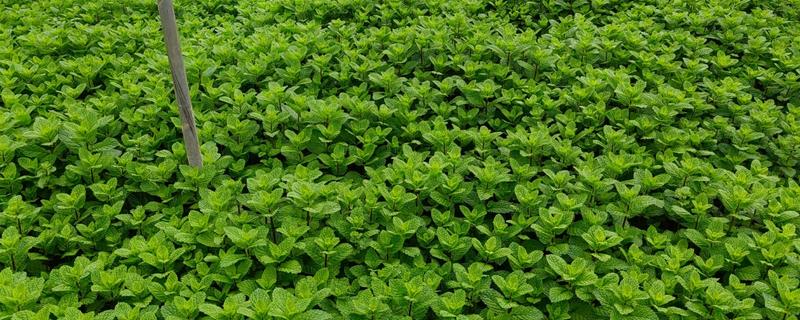 如何养殖薄荷，生长初期每隔15天浇一次水