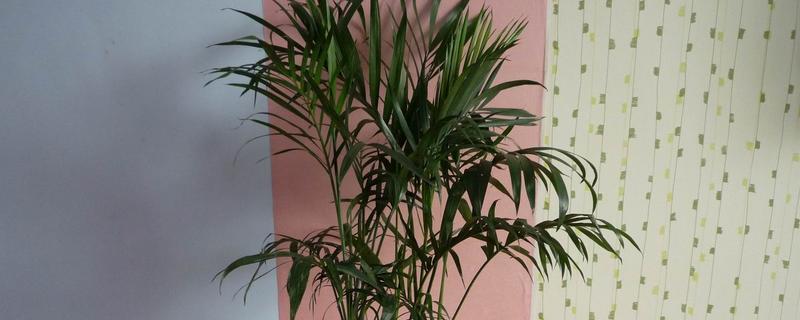 怎么养富贵椰子，生长期间需要提供充足的水分