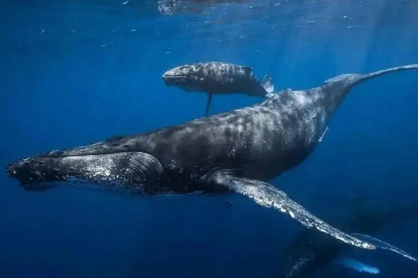 鲸鱼会鲸落的原因，死亡后身体会由于重力作用而下沉