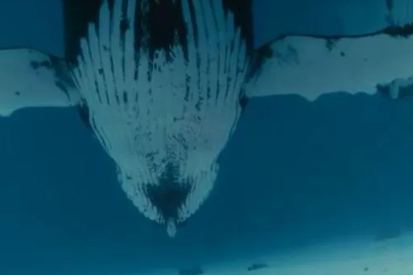 鲸鱼会鲸落的原因，死亡后身体会由于重力作用而下沉