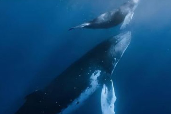 鲸鱼会鲸落的原因，死亡后身体会由于重力作用而下沉