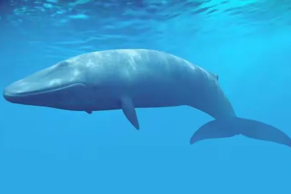 鲸鱼会鲸落的原因，死亡后身体会由于重力作用而下沉