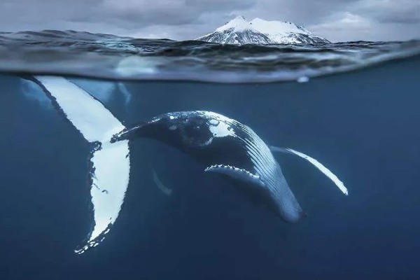 鲸鱼会鲸落的原因，死亡后身体会由于重力作用而下沉