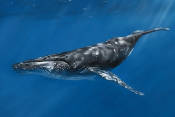 鲸鱼会鲸落的原因，死亡后身体会由于重力作用而下沉