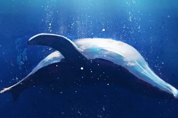 鲸鱼会鲸落的原因，死亡后身体会由于重力作用而下沉