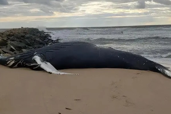 鲸鱼会鲸落的原因，死亡后身体会由于重力作用而下沉