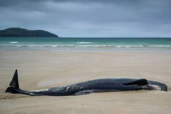 鲸鱼会鲸落的原因，死亡后身体会由于重力作用而下沉