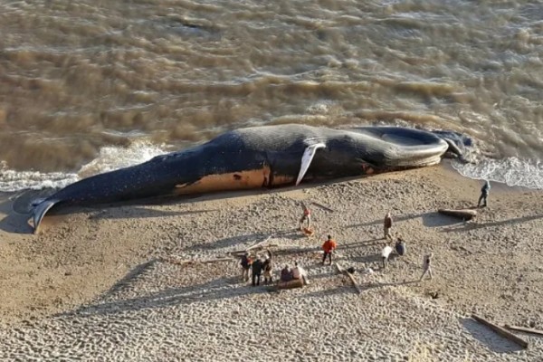 鲸鱼会鲸落的原因，死亡后身体会由于重力作用而下沉