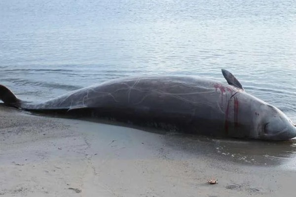 鲸鱼会鲸落的原因，死亡后身体会由于重力作用而下沉