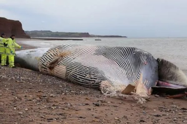 鲸鱼会鲸落的原因，死亡后身体会由于重力作用而下沉
