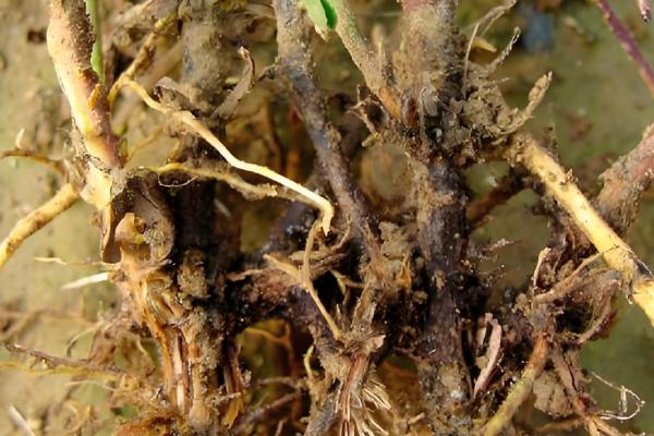 花生茎腐病的病原,病原为半知菌亚门的棉色二孢菌