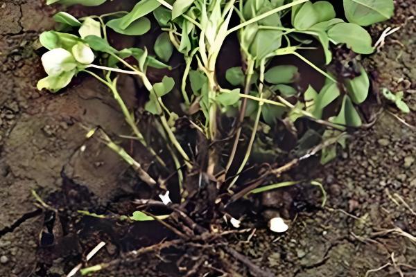 花生茎腐病的病原,病原为半知菌亚门的棉色二孢菌