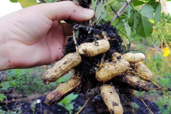 花生茎腐病的病原,病原为半知菌亚门的棉色二孢菌