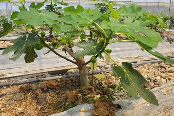 无花果会开花吗，无花果会开花