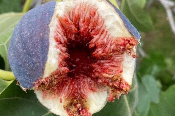 无花果会开花吗，无花果会开花