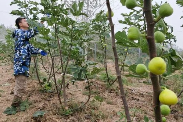 无花果会开花吗，无花果会开花