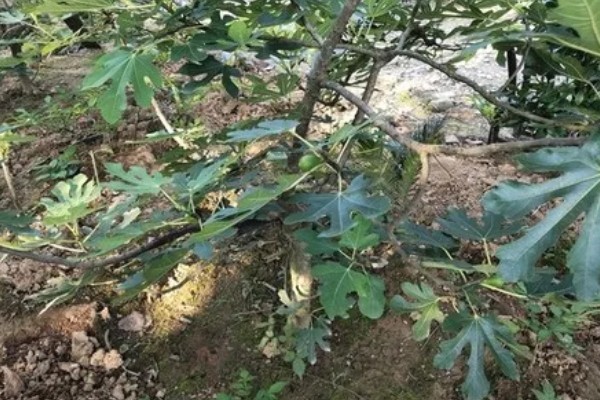 无花果会开花吗，无花果会开花