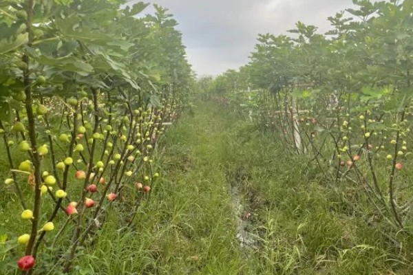 无花果会开花吗，无花果会开花