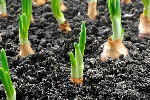 洋葱发芽了能种植吗,洋葱发芽了能种植