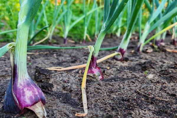 洋葱发芽了能种植吗,洋葱发芽了能种植