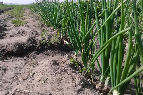 洋葱发芽了能种植吗,洋葱发芽了能种植