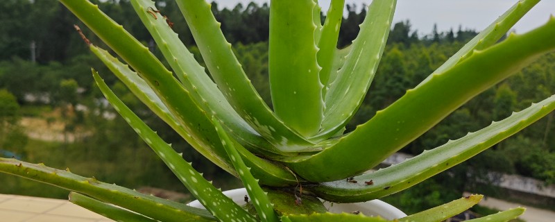 芦荟怎么过冬，天气冷时可减少浇水次数