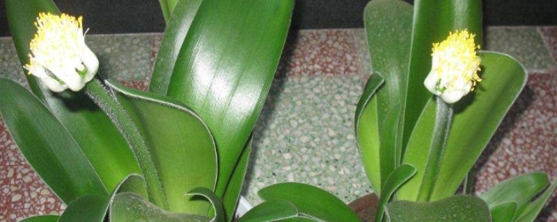 猫耳兰的养殖方法，适合在酸性沙质壤土中种植