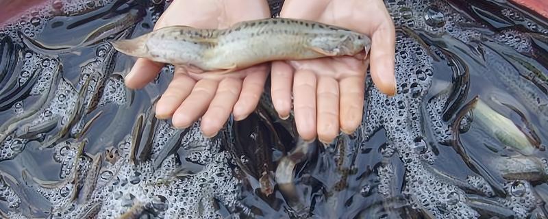 泥鳅的养殖利润，年入十几万是非常轻松