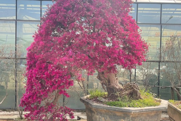 红花檵木夏天要不要施肥，入夏时施一次薄肥即可