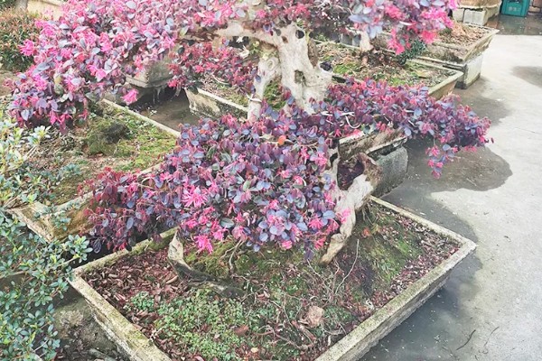 红花檵木夏天要不要施肥，入夏时施一次薄肥即可