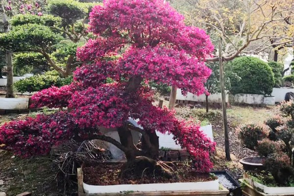 红花檵木夏天要不要施肥，入夏时施一次薄肥即可