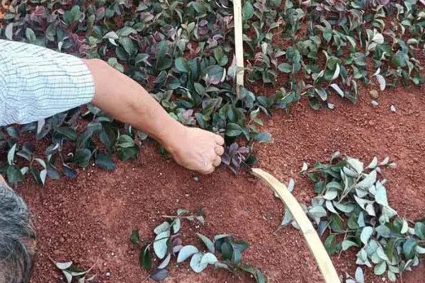 红花檵木夏天要不要施肥，入夏时施一次薄肥即可