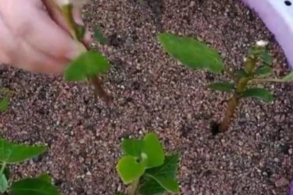 红花檵木夏天要不要施肥，入夏时施一次薄肥即可