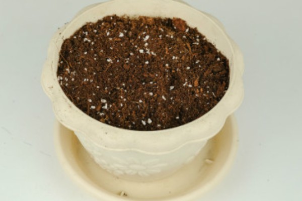 红花檵木夏天要不要施肥，入夏时施一次薄肥即可