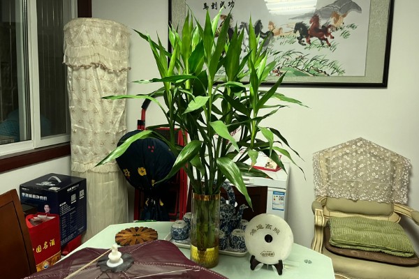 富贵竹如何水改土养，选择较浅的陶盆作为花盆