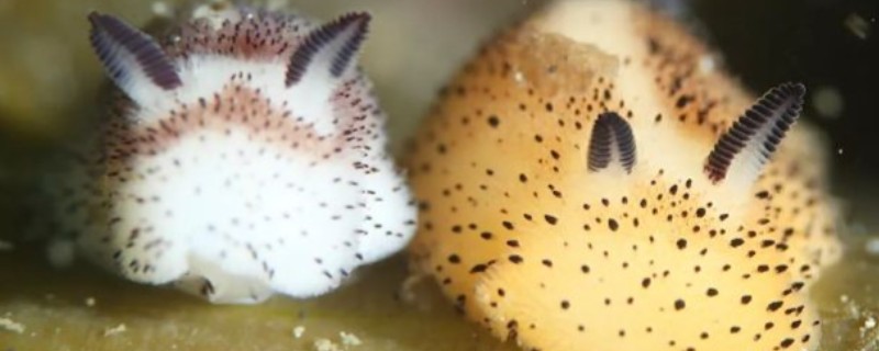 海兔子是什么，是一种海洋生物