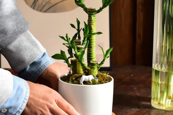 富贵竹如何水改土养，选择较浅的陶盆作为花盆