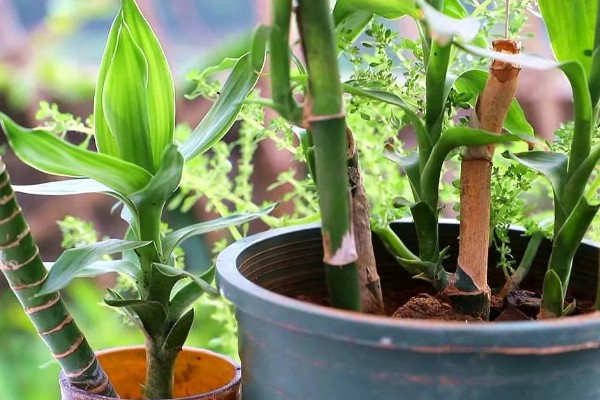 富贵竹如何水改土养，选择较浅的陶盆作为花盆