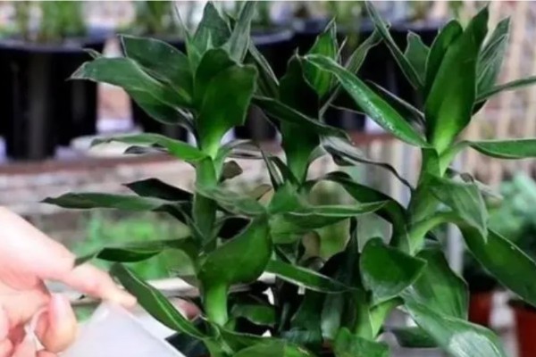 富贵竹如何水改土养，选择较浅的陶盆作为花盆