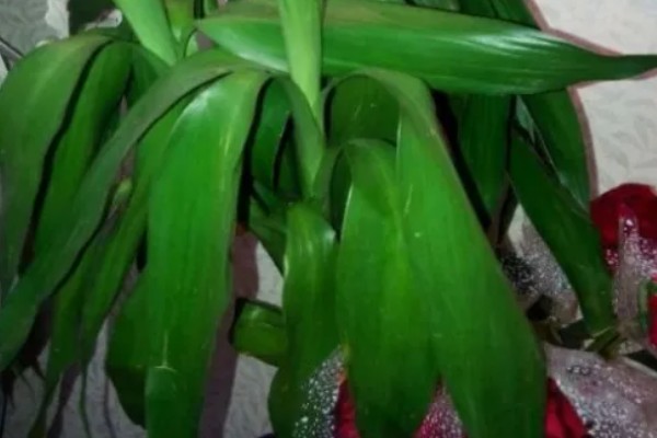 富贵竹如何水改土养，选择较浅的陶盆作为花盆