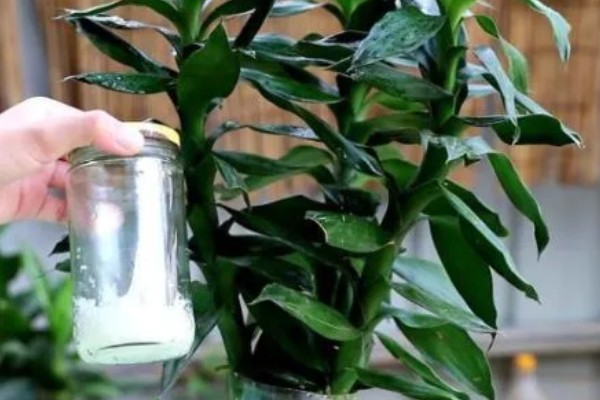 富贵竹如何水改土养，选择较浅的陶盆作为花盆