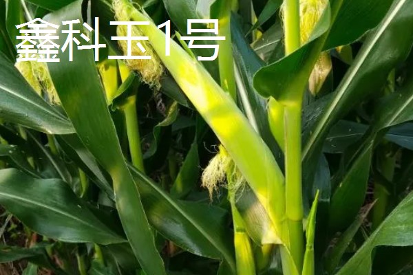黑龙江的玉米品种，有克玉17、鑫科玉1号等