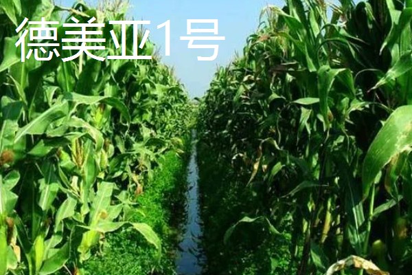 黑龙江的玉米品种，有克玉17、鑫科玉1号等