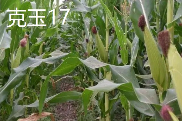 黑龙江的玉米品种，有克玉17、鑫科玉1号等