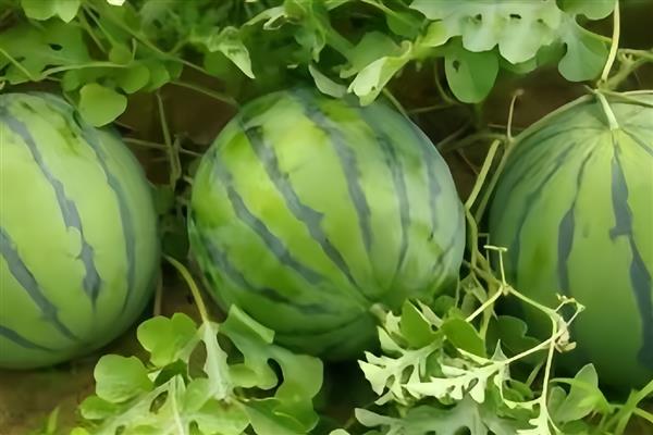 西瓜的上市时间,不同品种的熟期有区别