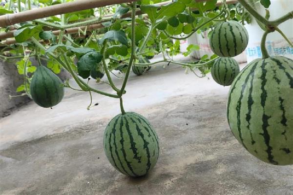 西瓜的上市时间,不同品种的熟期有区别