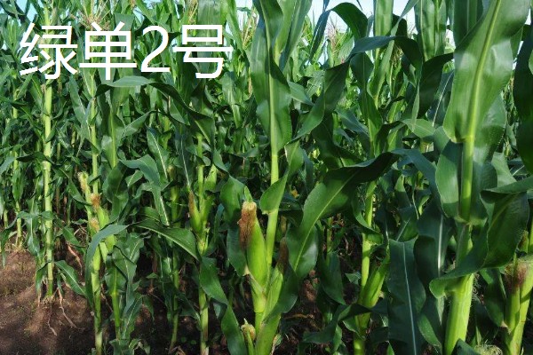 黑龙江的玉米品种，有克玉17、鑫科玉1号等