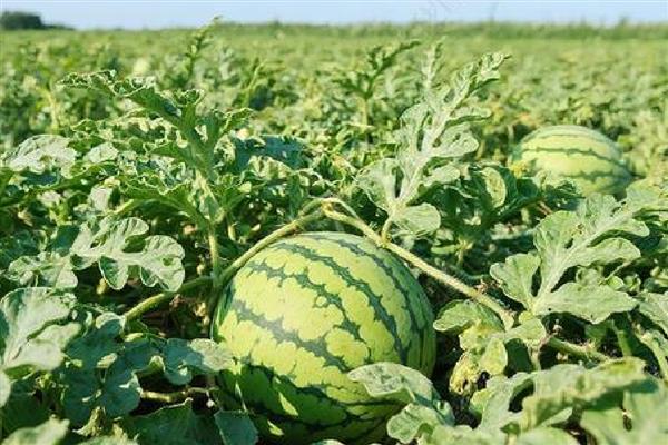 西瓜的上市时间,不同品种的熟期有区别