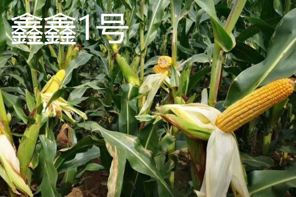 黑龙江的玉米品种，有克玉17、鑫科玉1号等
